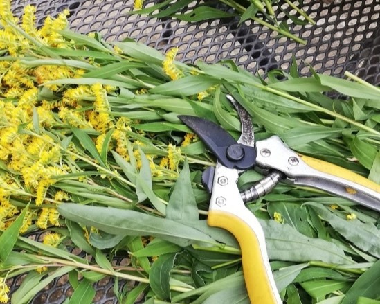 2. chopping up golden rod Copy