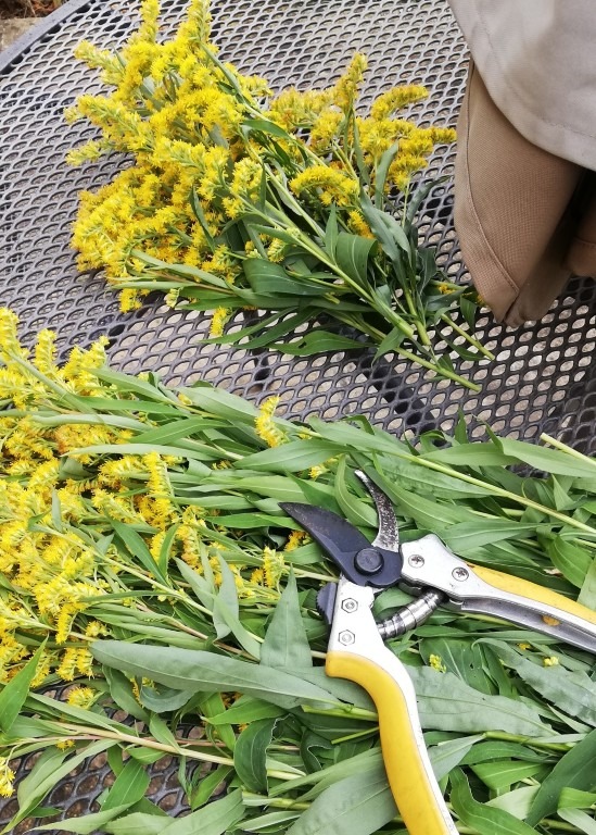 2. chopping up golden rod