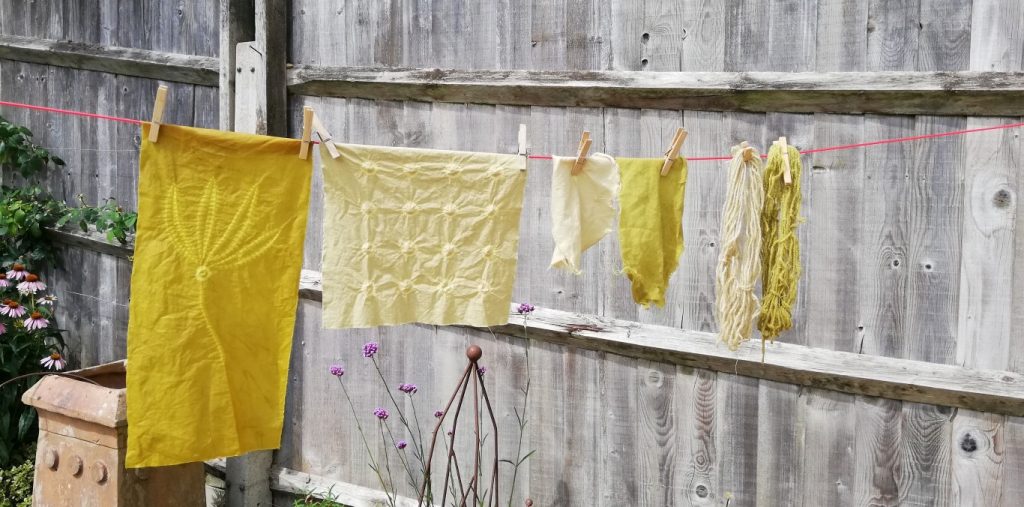 washing line showing naturally dyed cotton and wool with golden rod flowers