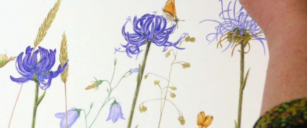 Getting ready for Dorset Art Weeks 2016 10 Wild flower painting by Sarah Morrish
